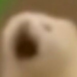 Meet your Posher, Dean